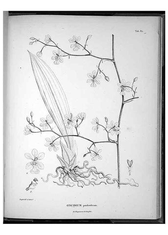 Reproducción/Reproduction 49556383921: Nova genera et species plantarum :. Antverpiae :Ex officina Christophori Plantini ...,1576.. 