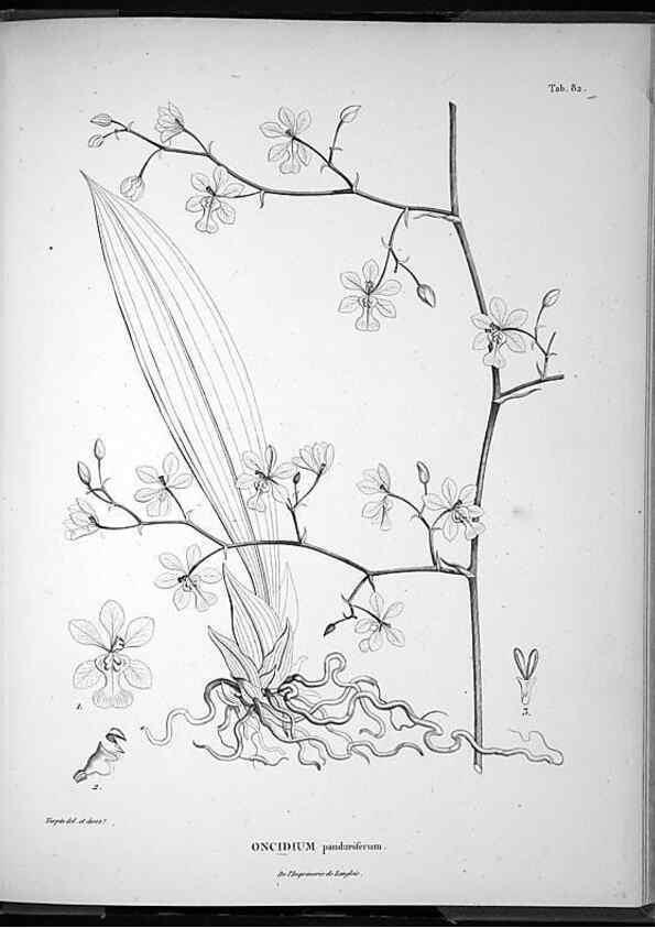 Reproducción/Reproduction 49556383921: Nova genera et species plantarum :. Antverpiae :Ex officina Christophori Plantini ...,1576.. 
