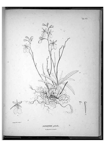 Reproducción/Reproduction 49556384031: Nova genera et species plantarum :. Antverpiae :Ex officina Christophori Plantini ...,1576.. 