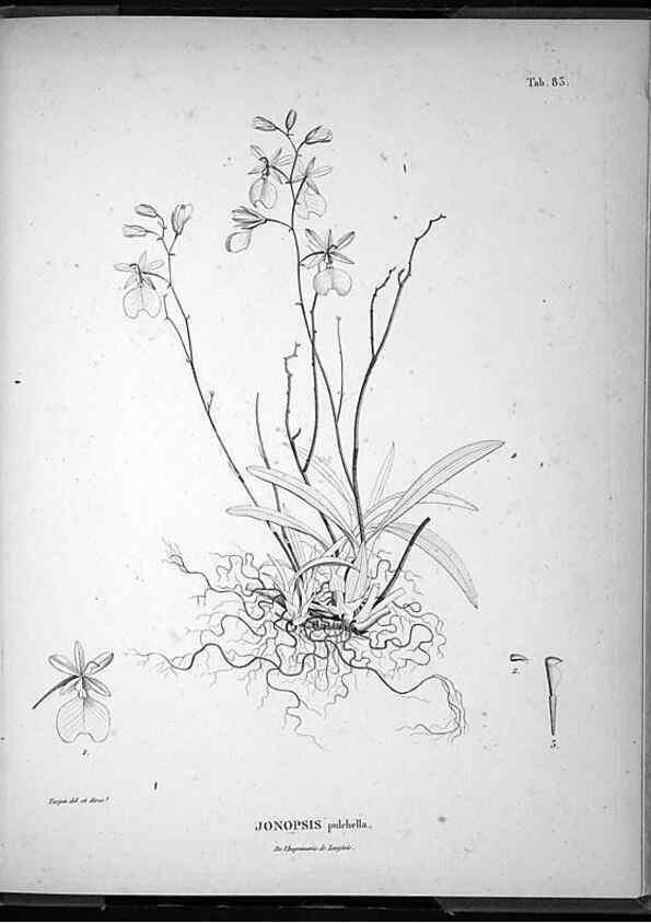 Reproducción/Reproduction 49556384031: Nova genera et species plantarum :. Antverpiae :Ex officina Christophori Plantini ...,1576.. 