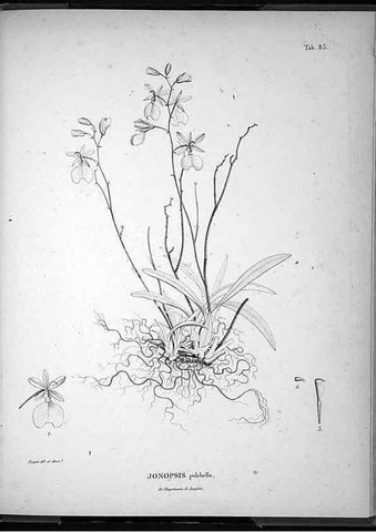 Reproducción/Reproduction 49556384031: Nova genera et species plantarum :. Antverpiae :Ex officina Christophori Plantini ...,1576.. 