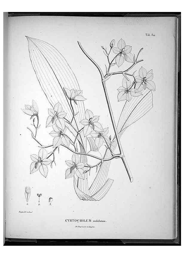 Reproducción/Reproduction 49556620387: Nova genera et species plantarum :. Antverpiae :Ex officina Christophori Plantini ...,1576.. 