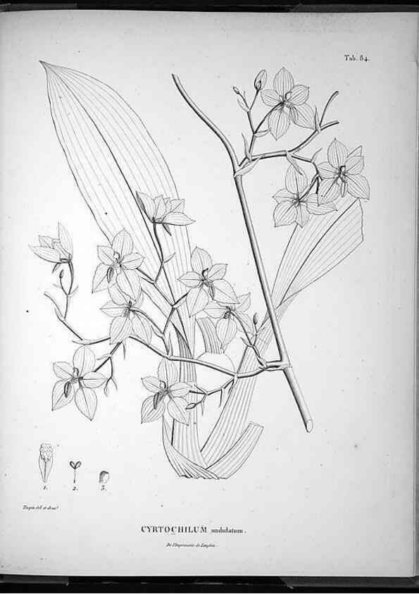 Reproducción/Reproduction 49556620387: Nova genera et species plantarum :. Antverpiae :Ex officina Christophori Plantini ...,1576.. 