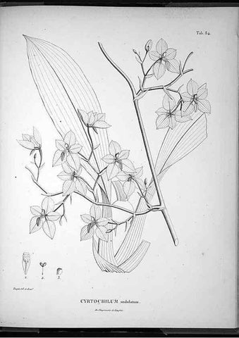 Reproducción/Reproduction 49556620387: Nova genera et species plantarum :. Antverpiae :Ex officina Christophori Plantini ...,1576.. 