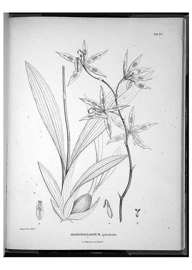 Reproducción/Reproduction 49555889578: Nova genera et species plantarum :. Antverpiae :Ex officina Christophori Plantini ...,1576.. 
