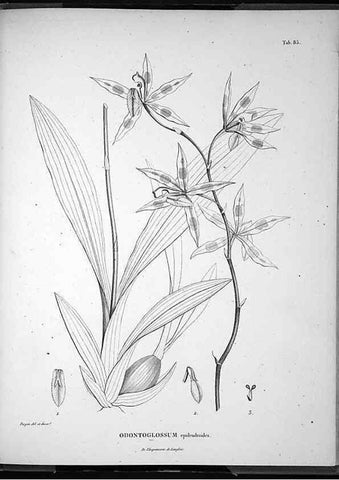 Reproducción/Reproduction 49555889578: Nova genera et species plantarum :. Antverpiae :Ex officina Christophori Plantini ...,1576.. 