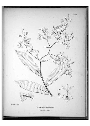 Reproducción/Reproduction 49556620622: Nova genera et species plantarum :. Antverpiae :Ex officina Christophori Plantini ...,1576.. 
