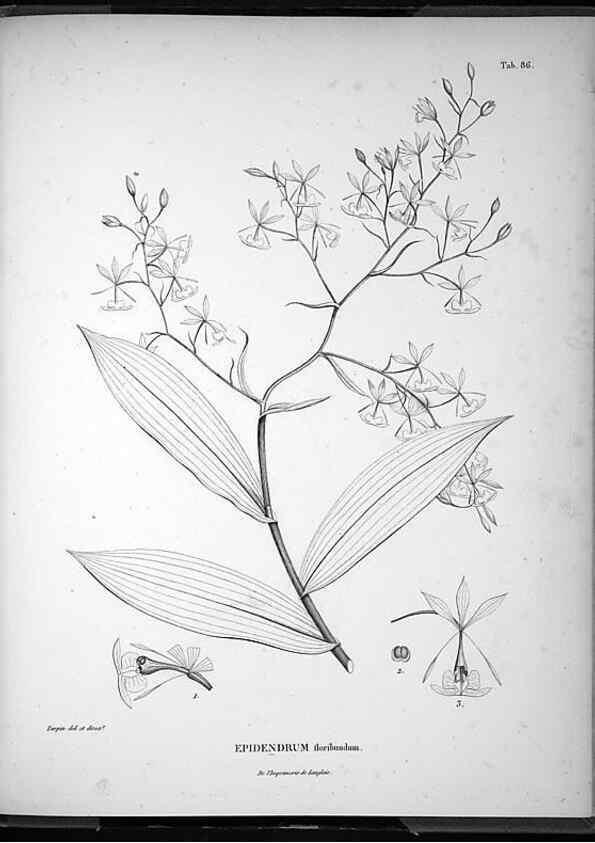 Reproducción/Reproduction 49556620622: Nova genera et species plantarum :. Antverpiae :Ex officina Christophori Plantini ...,1576.. 