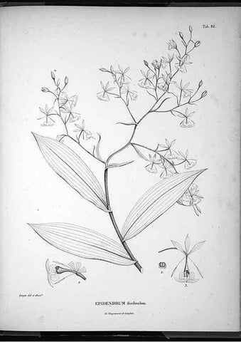 Reproducción/Reproduction 49556620622: Nova genera et species plantarum :. Antverpiae :Ex officina Christophori Plantini ...,1576.. 