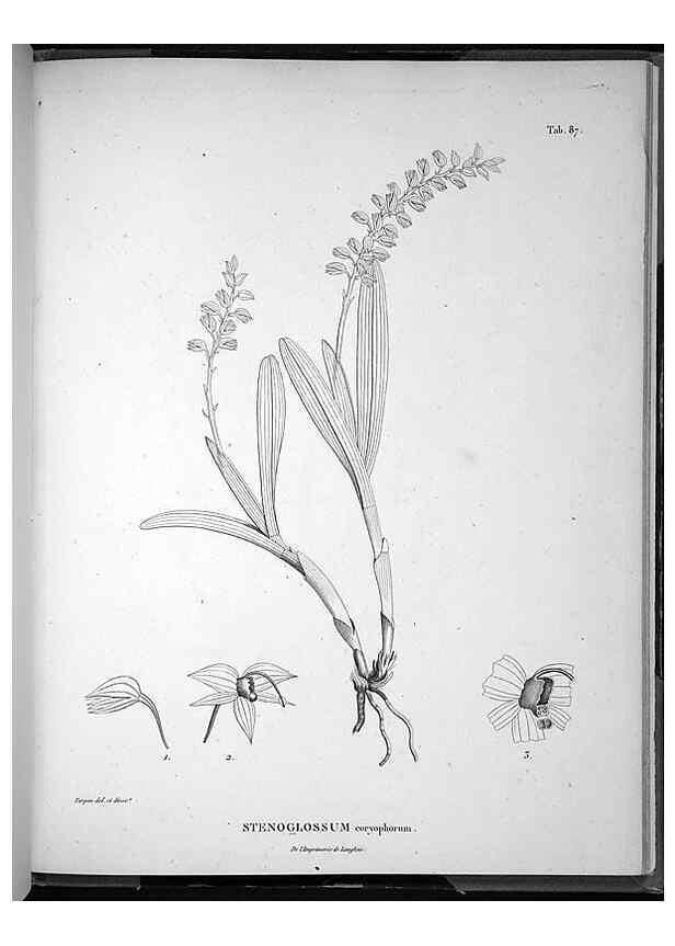 Reproducción/Reproduction 49556384546: Nova genera et species plantarum :. Antverpiae :Ex officina Christophori Plantini ...,1576.. 