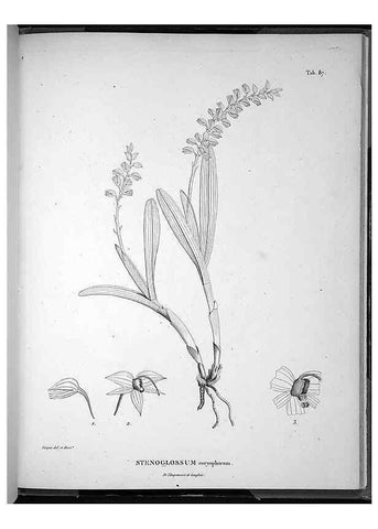 Reproducción/Reproduction 49556384546: Nova genera et species plantarum :. Antverpiae :Ex officina Christophori Plantini ...,1576.. 