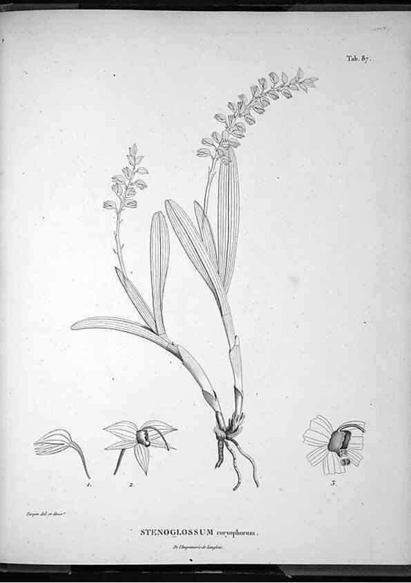 Reproducción/Reproduction 49556384546: Nova genera et species plantarum :. Antverpiae :Ex officina Christophori Plantini ...,1576.. 