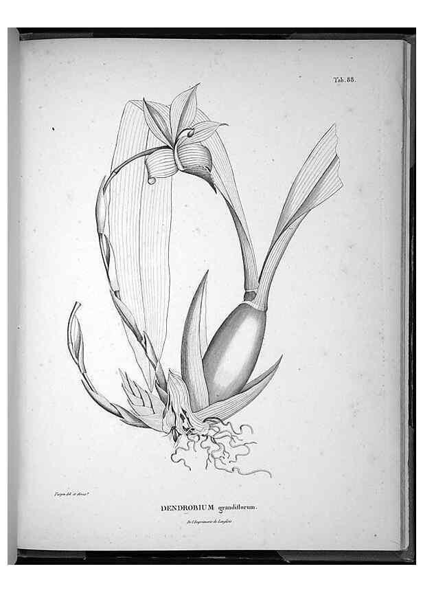 Reproducción/Reproduction 49556384696: Nova genera et species plantarum :. Antverpiae :Ex officina Christophori Plantini ...,1576.. 