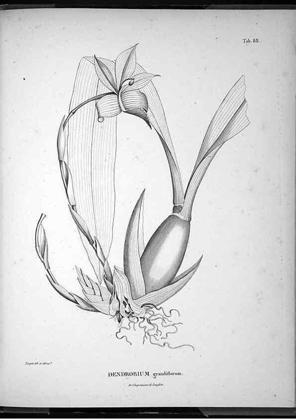 Reproducción/Reproduction 49556384696: Nova genera et species plantarum :. Antverpiae :Ex officina Christophori Plantini ...,1576.. 