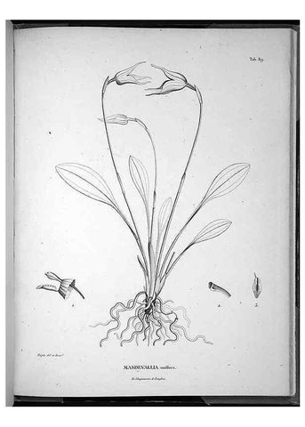 Reproducción/Reproduction 49555890158: Nova genera et species plantarum :. Antverpiae :Ex officina Christophori Plantini ...,1576.. 