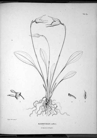 Reproducción/Reproduction 49555890158: Nova genera et species plantarum :. Antverpiae :Ex officina Christophori Plantini ...,1576.. 