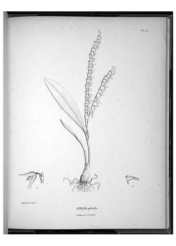 Reproducción/Reproduction 49556384911: Nova genera et species plantarum :. Antverpiae :Ex officina Christophori Plantini ...,1576.. 