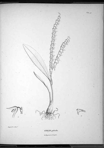 Reproducción/Reproduction 49556384911: Nova genera et species plantarum :. Antverpiae :Ex officina Christophori Plantini ...,1576.. 