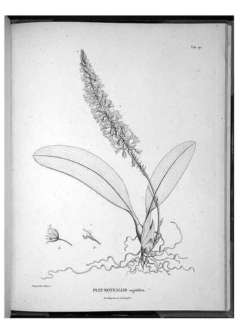 Reproducción/Reproduction 49556385106: Nova genera et species plantarum :. Antverpiae :Ex officina Christophori Plantini ...,1576.. 
