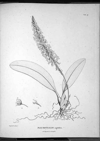 Reproducción/Reproduction 49556385106: Nova genera et species plantarum :. Antverpiae :Ex officina Christophori Plantini ...,1576.. 