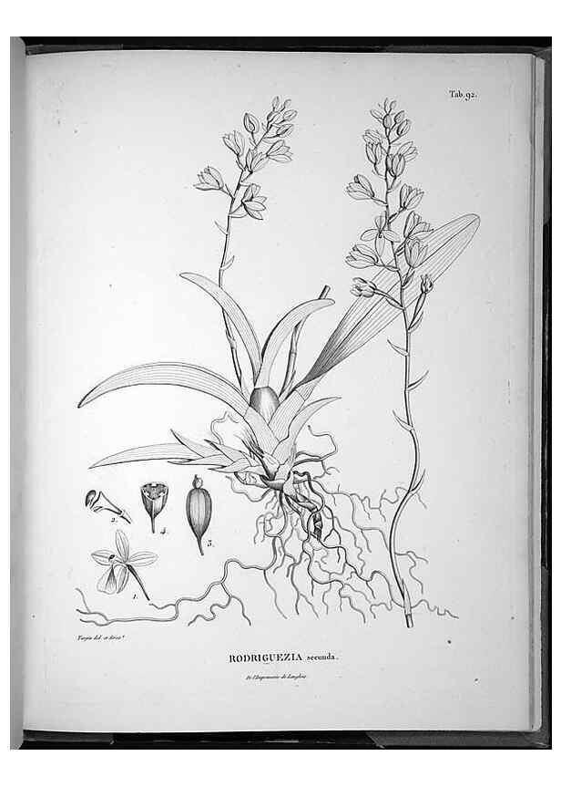 Reproducción/Reproduction 49555890493: Nova genera et species plantarum :. Antverpiae :Ex officina Christophori Plantini ...,1576.. 