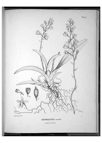 Reproducción/Reproduction 49555890493: Nova genera et species plantarum :. Antverpiae :Ex officina Christophori Plantini ...,1576.. 