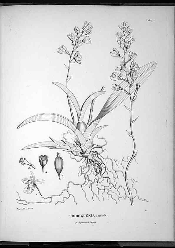Reproducción/Reproduction 49555890493: Nova genera et species plantarum :. Antverpiae :Ex officina Christophori Plantini ...,1576.. 
