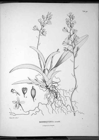 Reproducción/Reproduction 49555890493: Nova genera et species plantarum :. Antverpiae :Ex officina Christophori Plantini ...,1576.. 