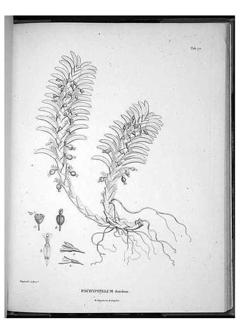 Reproducción/Reproduction 49556619442: Nova genera et species plantarum :. Antverpiae :Ex officina Christophori Plantini ...,1576.. 