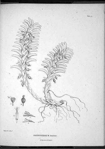 Reproducción/Reproduction 49556619442: Nova genera et species plantarum :. Antverpiae :Ex officina Christophori Plantini ...,1576.. 