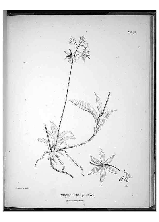 Reproducción/Reproduction 49556619347: Nova genera et species plantarum :. Antverpiae :Ex officina Christophori Plantini ...,1576.. 