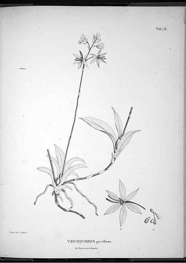 Reproducción/Reproduction 49556619347: Nova genera et species plantarum :. Antverpiae :Ex officina Christophori Plantini ...,1576.. 