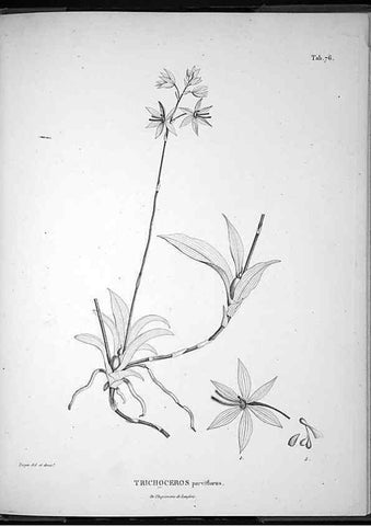 Reproducción/Reproduction 49556619347: Nova genera et species plantarum :. Antverpiae :Ex officina Christophori Plantini ...,1576.. 