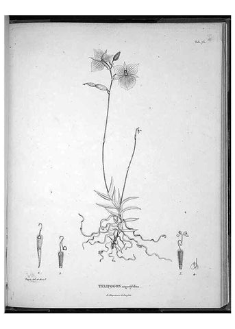 Reproducción/Reproduction 49556382941: Nova genera et species plantarum :. Antverpiae :Ex officina Christophori Plantini ...,1576.. 