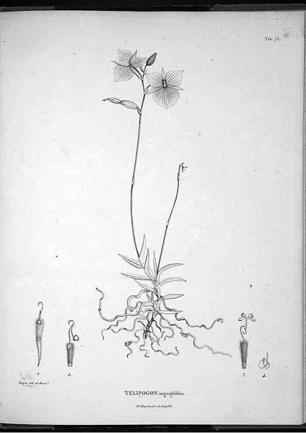 Reproducción/Reproduction 49556382941: Nova genera et species plantarum :. Antverpiae :Ex officina Christophori Plantini ...,1576.. 