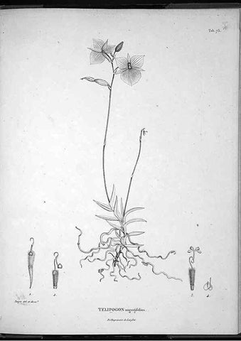 Reproducción/Reproduction 49556382941: Nova genera et species plantarum :. Antverpiae :Ex officina Christophori Plantini ...,1576.. 