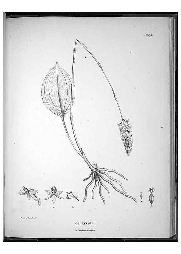 Reproducción/Reproduction 49555888063: Nova genera et species plantarum :. Antverpiae :Ex officina Christophori Plantini ...,1576.. 