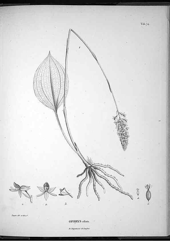 Reproducción/Reproduction 49555888063: Nova genera et species plantarum :. Antverpiae :Ex officina Christophori Plantini ...,1576.. 