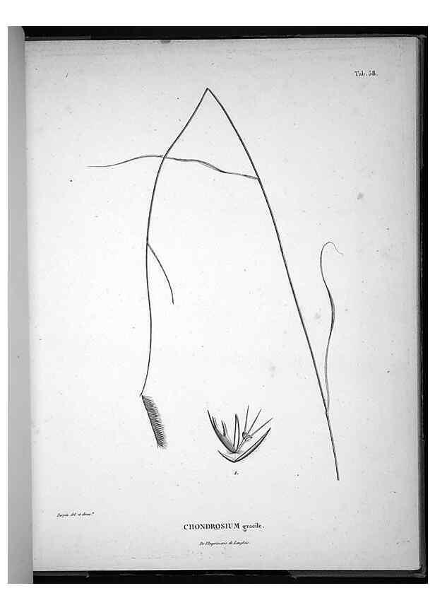 Reproducción/Reproduction 49556617002: Nova genera et species plantarum :. Antverpiae :Ex officina Christophori Plantini ...,1576.. 
