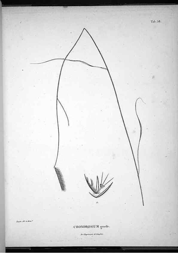 Reproducción/Reproduction 49556617002: Nova genera et species plantarum :. Antverpiae :Ex officina Christophori Plantini ...,1576.. 