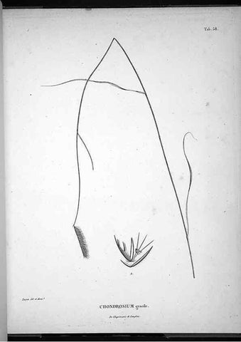 Reproducción/Reproduction 49556617002: Nova genera et species plantarum :. Antverpiae :Ex officina Christophori Plantini ...,1576.. 