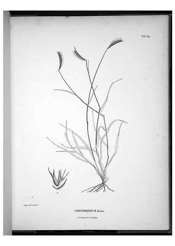 Reproducción/Reproduction 49556380661: Nova genera et species plantarum :. Antverpiae :Ex officina Christophori Plantini ...,1576.. 