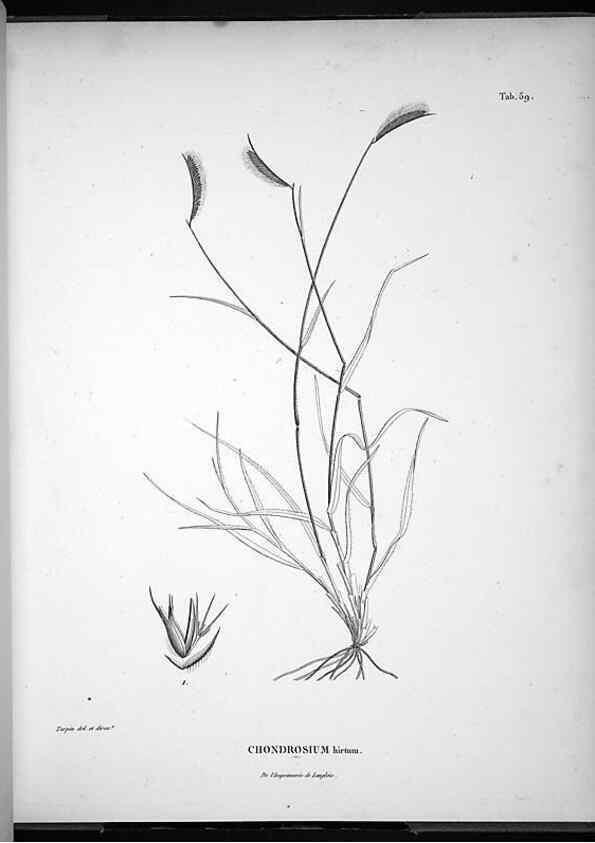 Reproducción/Reproduction 49556380661: Nova genera et species plantarum :. Antverpiae :Ex officina Christophori Plantini ...,1576.. 