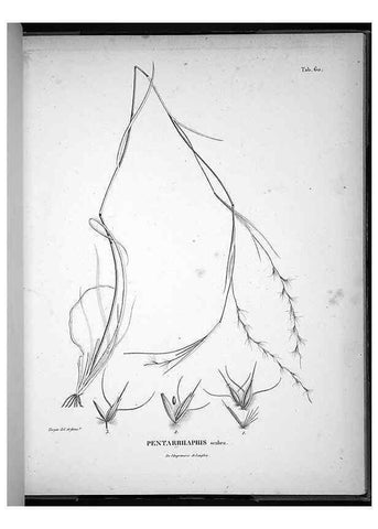 Reproducción/Reproduction 49555886233: Nova genera et species plantarum :. Antverpiae :Ex officina Christophori Plantini ...,1576.. 