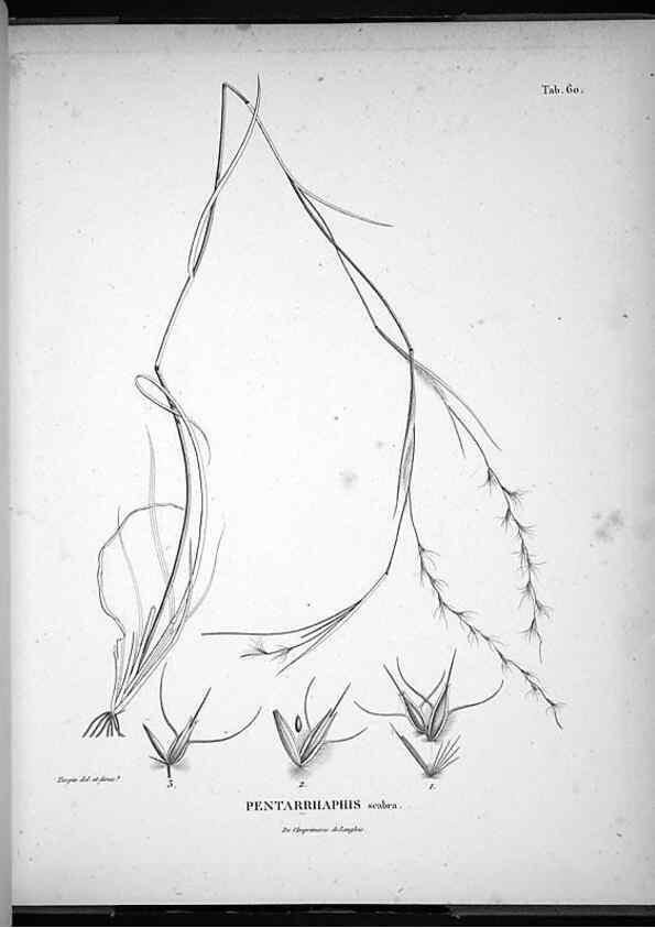 Reproducción/Reproduction 49555886233: Nova genera et species plantarum :. Antverpiae :Ex officina Christophori Plantini ...,1576.. 