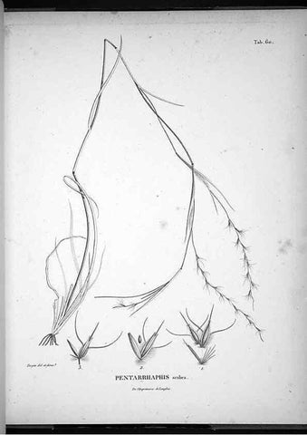 Reproducción/Reproduction 49555886233: Nova genera et species plantarum :. Antverpiae :Ex officina Christophori Plantini ...,1576.. 