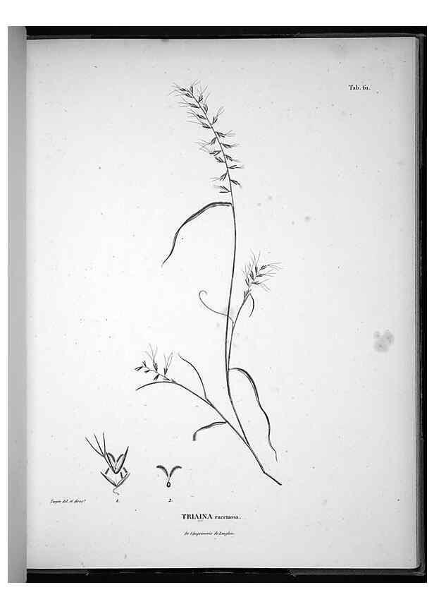 Reproducción/Reproduction 49555886313: Nova genera et species plantarum :. Antverpiae :Ex officina Christophori Plantini ...,1576.. 