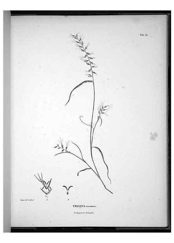 Reproducción/Reproduction 49555886313: Nova genera et species plantarum :. Antverpiae :Ex officina Christophori Plantini ...,1576.. 