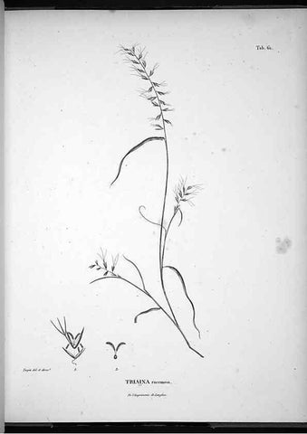 Reproducción/Reproduction 49555886313: Nova genera et species plantarum :. Antverpiae :Ex officina Christophori Plantini ...,1576.. 