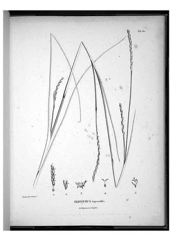 Reproducción/Reproduction 49556617577: Nova genera et species plantarum :. Antverpiae :Ex officina Christophori Plantini ...,1576.. 